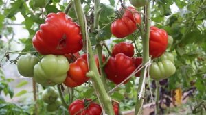 Сорт -"RUSSO SICILIAN TOGETTA". Томаты от Фёдора.