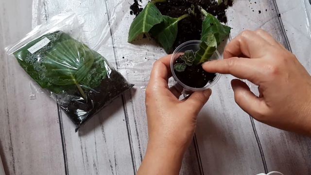 Глоксинии.Укорененные листы сеянцев на проверке.Пересадка листьев сеянцев из зип пакета. 2 часть.