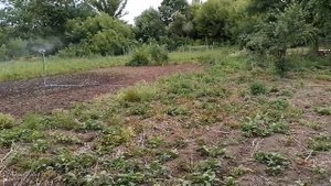 Выкопал копанку поливаю без проблем. Обзор огорода что где растёт.
