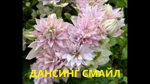 КЛЕМАТИСЫ 2 ГРУППЫ ОБРЕЗКИ. САМЫЕ ЛУЧШИЕ И ОБИЛЬНО ЦВЕТУЩИЕ СОРТА