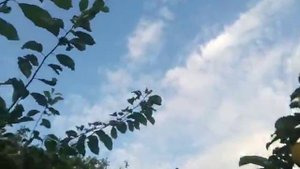 Алыча гибридная сорт ГЕК. Дегустация