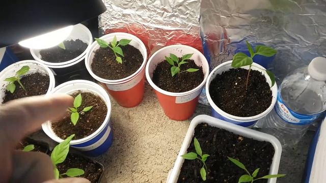 LED Grow Light | Review