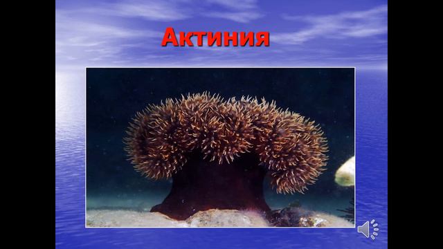Экологическая викторина