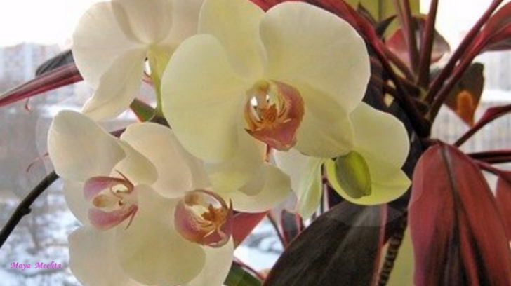 ✿ВОЛШЕБНЫЙ МИР ОРХИДЕЙ✿ смотреть онлайн