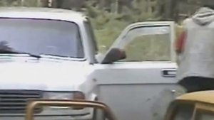 Опята на берёзе