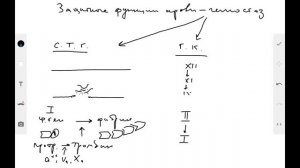 Физиология-крови-часть-3-защитные-свойства-крови-гемостаз