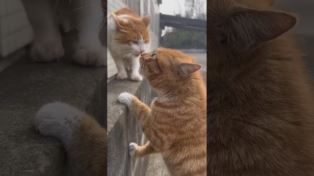 Опять понедельник и коты тоже как люди хотят ещё немного отдохнуть !!!