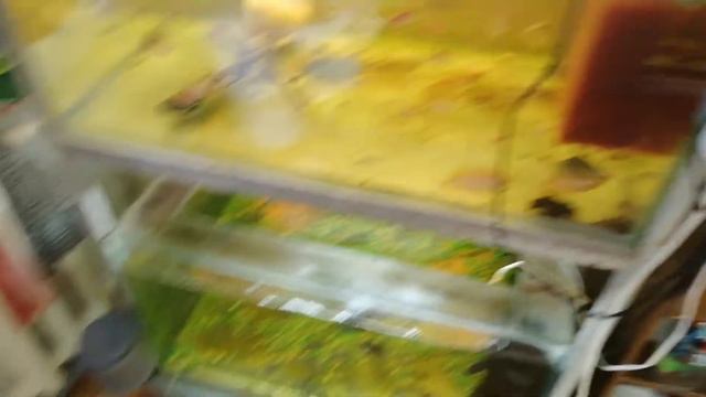 #Аквариум#Анциструсы# Малёк# смотреть онлайн