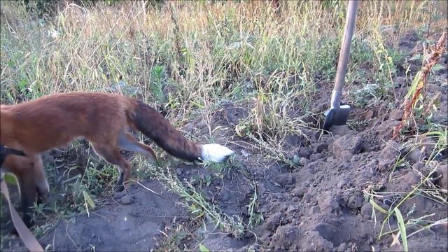 Лиса помогает копать картошку