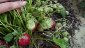 Клубника. Сорт Викат