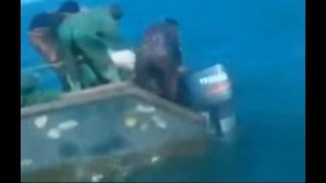 Браконьеры на каспие поймали Белугу 300 кг весом.