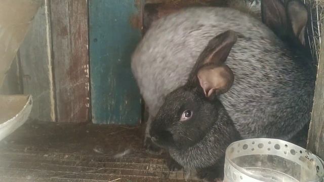 Покрытие крольчихи/Ложная беременность/Дом в Сибири смотреть онлайн