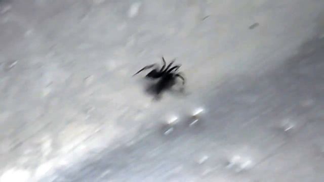 черный паук видео смотреть онлайн