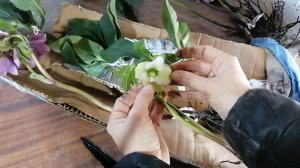 Опять купила растения на АВИТО