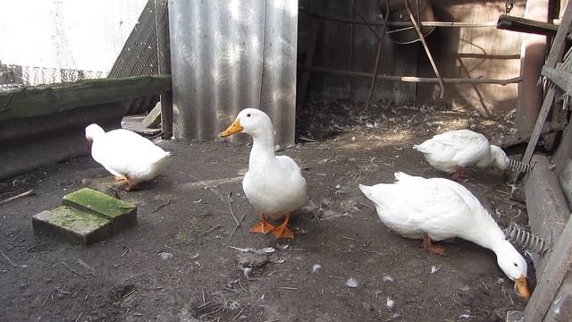 Утки Агидель.Почему так бывает? смотреть онлайн