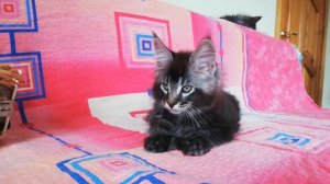 котик мейн-кун полидакт 7*7*6*6