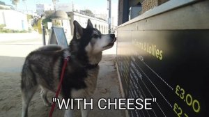 Счастливый хаски разговаривает с незнакомцами, а также получает печенье