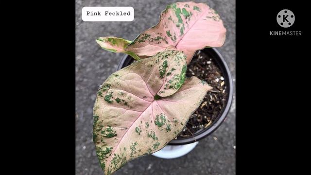 BEAUTIFUL ANTORIUM PLANTS смотреть онлайн