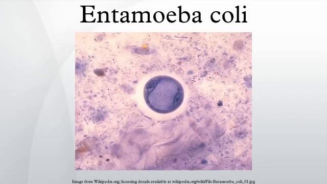 Entamoeba coli смотреть онлайн