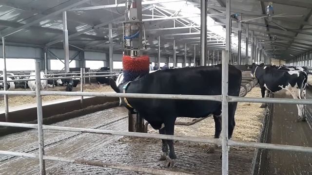 Автоматическая чесалка для коров смотреть онлайн