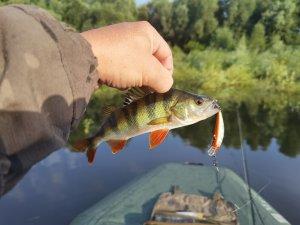 Ловля окуня на Kosadaka T-Minnow XS 55 SP