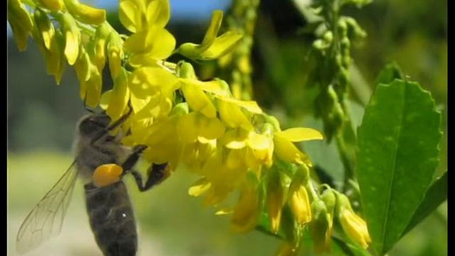 Людмила Ашеко "Ветка донника" смотреть онлайн