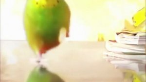 попугай бежит на фоне взрыва