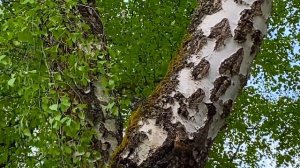 ЗЕЛЕНЫЕ СВЯТКИ МОЩНАЯ ЧИСТКА от НЕГАТИВА ?Заговор на ДЕНЬГИ ЛЮБОВЬ ?Колена