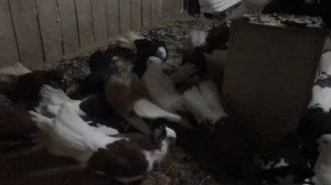 Брянские высоколетные голуби самцы 2018г. Кудинов В.