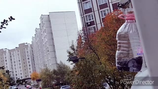 Жизнь синиц. Рабочие будни синиц.