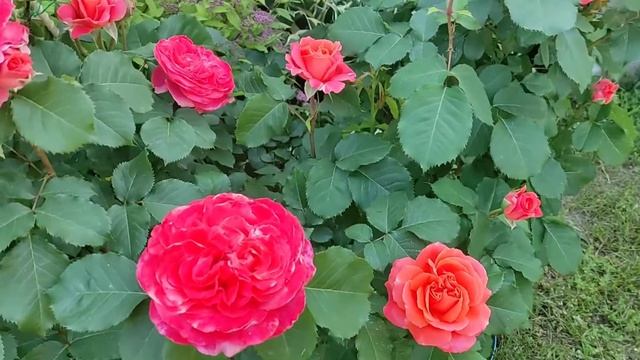 Роза ЭМИЛЬЕН ГИЙО (Emilien Guillot, Massad, 1997). смотреть онлайн