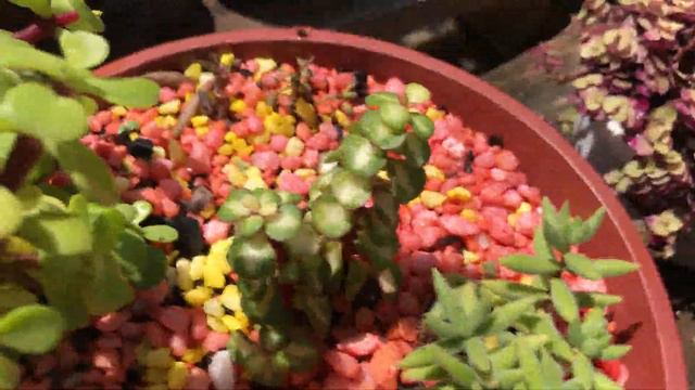 LINDA Coleção de SUCULENTAS - Com algumas SUCULENTAS RARAS смотреть онлайн