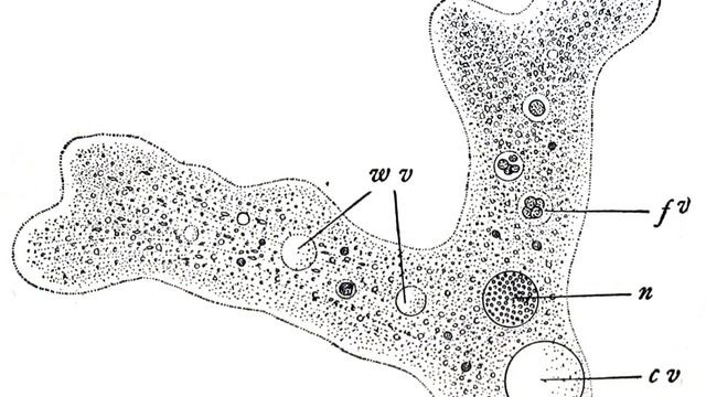 Amoebidae | Wikipedia audio article смотреть онлайн