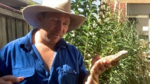 The Ridge Tailed Monitor - Tiny Spiny Tailed Goanna