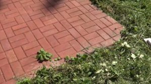 ПОКРАСКА ТРОТУАРНОЙ ПЛИТКИ