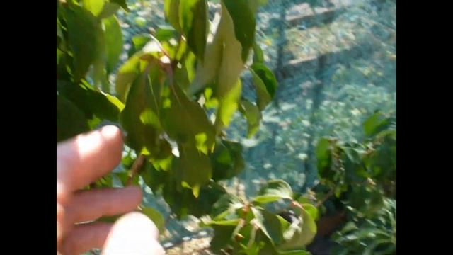 кизил Семен первый урожай- оказался не Семен смотреть онлайн