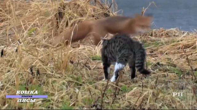 КОШКА ПРОТИВ ЛИСЫ#не смотреть онлайн