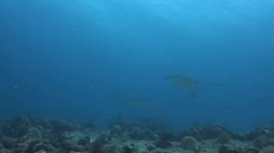 Дмитрий TV. Видео "Подводный мир Индийского океана". 5 Часть.