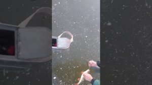 Окунь 850 грамм на Потаповском. 11.2018