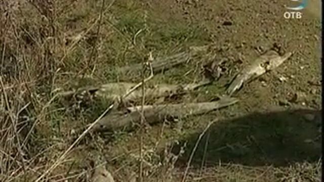 На озере Багаряк произошла массовая гибель рыбы