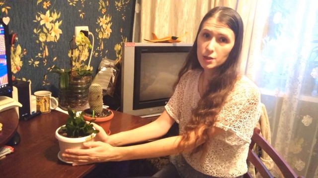 Обзор кактусов: маммилярии и рипсалидопсиса. Как добиться цветения.