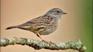 Пение лесной завирушки ?