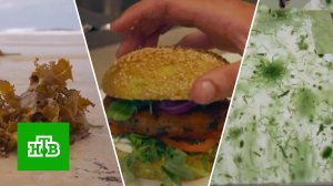 Водоросли вместо хлеба: на Западе ищут пути выхода из продовольственного кризиса | «ЦТ»