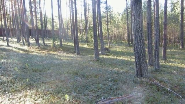 Натаска молодых лаек на соболя, барсука, знакомство с медведем. Первые работы по лосю. Мои надежды. смотреть онлайн