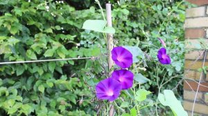 Purpur Prunkwinde (Ipomoea purpurea) Flover ✔