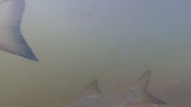 ПВД на Волгу смотреть онлайн