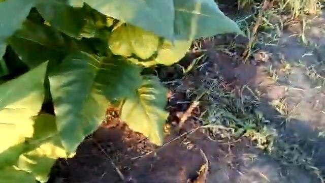 Сорт табака Рот фронт,Перспективный смотреть онлайн