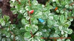 Барбарис тунберга Келлерис (kelleriis) ? обзор: как сажать, саженцы барбариса Келлерис