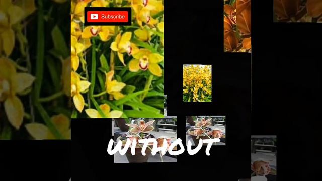 Cymbidium Orchid @ Boat Orchid || Quotations About Flowers смотреть онлайн