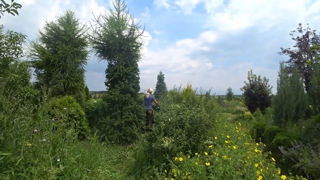 Как стричь ЕЛЬ, ЛИСТВЕННИЦУ И ЖИВУЮ ИЗГОРОДЬ. смотреть онлайн